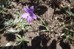 Campanula parryi