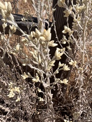 Pseudognaphalium microcephalum