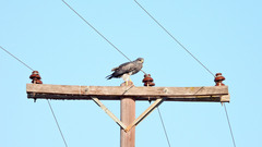 Geranoaetus melanoleucus
