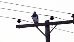 Geranoaetus melanoleucus