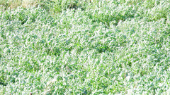 Arachis hypogaea