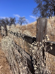 Pseudognaphalium microcephalum