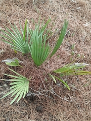Chamaerops humilis