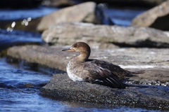 Lophodytes cucullatus