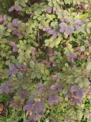 Loropetalum