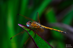 Trithemis arteriosa
