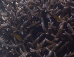 Pomacentrus moluccensis