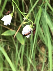 Tropidothorax leucopterus