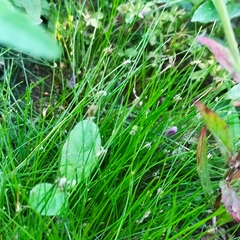 Eleocharis acicularis