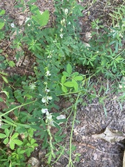 Lespedeza cuneata