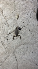 Tityus paraguayensis