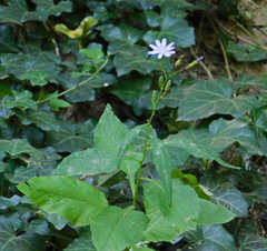 Cicerbita prenanthoides