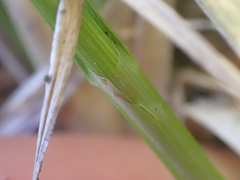 Carex tahoensis