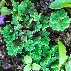 Azolla filiculoides