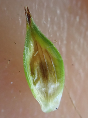 Carex tahoensis