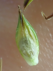 Carex tahoensis