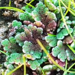 Azolla filiculoides