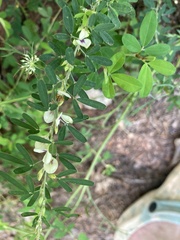 Lespedeza cuneata