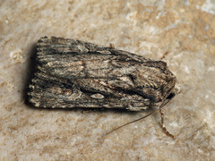 Dichagyris signifera