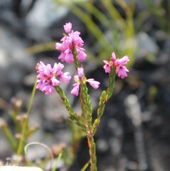 Erica corifolia