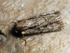Dichagyris signifera