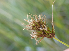 Carex tahoensis