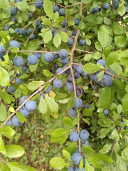 Prunus spinosa