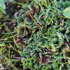 Azolla filiculoides