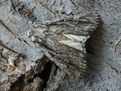Dichagyris signifera