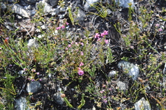Erica corifolia