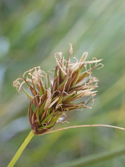 Carex tahoensis