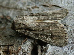 Dichagyris signifera