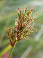 Carex tahoensis