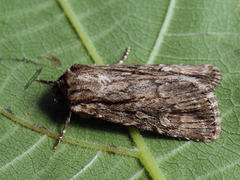 Dichagyris signifera
