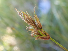 Carex tahoensis