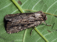 Dichagyris signifera