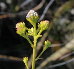 Serruria elongata