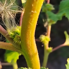 Xanthium orientale