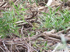Setophaga castanea