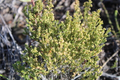 Erica axillaris
