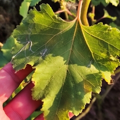 Xanthium orientale