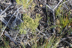 Erica axillaris