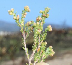 Erica axillaris