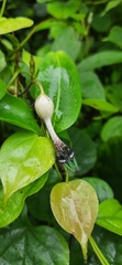 Ceropegia oculata