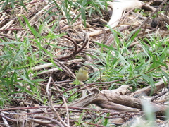 Setophaga castanea