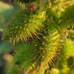 Xanthium orientale
