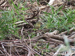 Setophaga castanea