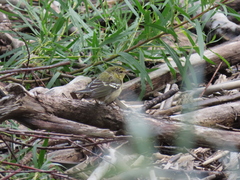 Setophaga castanea