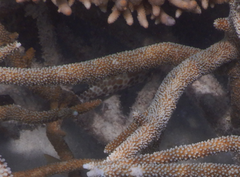 Epinephelus quoyanus