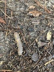 Myriapoda